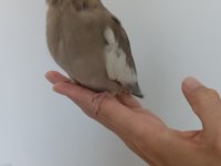 Yavru Sultan Papağanımız