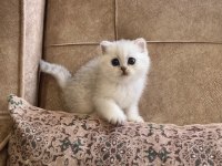 Irk Garantili Şecereli Anne Babanın British Bebeği