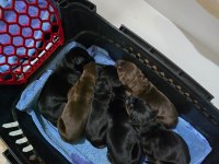 Fci Kif A Şecere Dereceli Eşleşme Doberman Yavruları