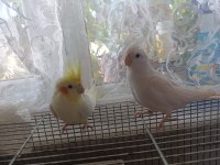 Albino & Lutino Takım Sultan Papağanı