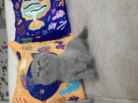Saf Kan Lilac British Shorthair Bebeklerim