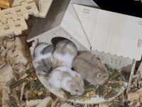 Hamster Yavrularımıza Yuva Arıyoruz