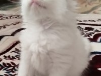 Tatlı Kedimiz Olgamı Kim İster