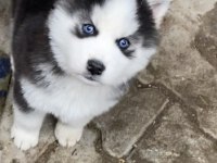 Irk garantili husky yavrularımız