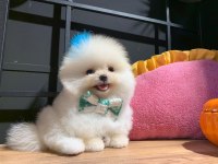 Ayı surat pomeranian boo yavrularımız