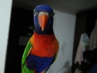 İlgi Bağımlısı Lori Papağanı