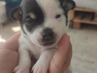 Sahiplendirilecek chihuahua