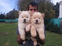 Chow Chow Köpeği Yavruları