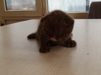 British Shorthair Bebeklerimiz Yeni Ailelerine Hazırlar