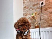 Toy Poodle Köpeği Yavrularımız