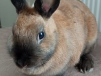 Cüce tavşan ve yeni doğmuş yavruları