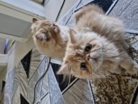 3 Aylık İran Kedisi Kardeşler