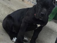 Sağlık Ve Irk Garantili Cane Corso Köpekleri