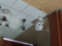 Blue Point British Longhair