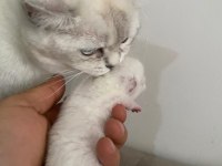 Yavru British Shorthair Safkan