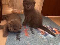 Scottish Fold Yavru