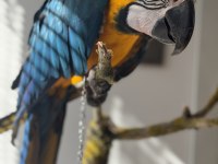 10 aylık insan canlısı macaw papağanı