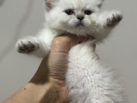British Shorthair Dişi Kedimiz
