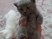 Renk Renk Erkek Ve Dişi British Shorthair Bebekleri
