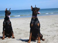 Eğitimli Doberman Yavruları Çiftlikten