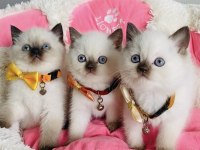 Nadir Bulunan Maviş Chocolatte Point British Shorthair