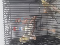 2 Adet Sultan Papağanı