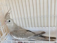 3 Aylık Yavru Sultan Papağanı