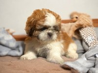 Show kalite shih tzu yavrularımız