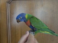 El besleme lori papağanımız