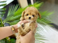 Vecihiden Irk Ve Sağlık Garantili Mini Maltipoo Bebekler