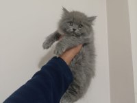 British Shorthair Ve Longhair Bebekler