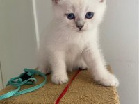 British Shorthair Yavruları