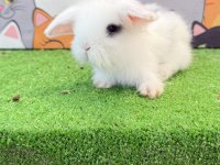 Hollanda Teddy Lop Tavşanı Gönderim Yapılır