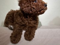 Red brown toy poodle yakışıklı erkek