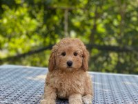 En Microsu A Kalite Maltipoo