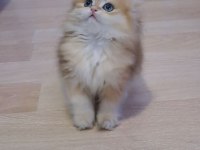 British longhair golden dişi yavru