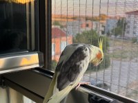 1 Yaşında Evcil Sultan Papağanı