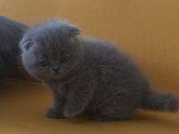 Top kafa scottish fold minikler