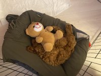 Teacup Sevimli Poodle 4 Aylık