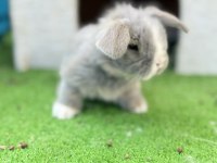 Hollanda Teddy Lop Tavşanı Yavrular