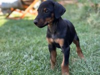 Orjinal Doberman Yavruları