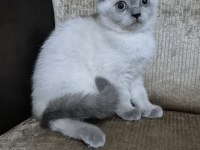 Safkan Yavru Kedimiz Yeni Yuvasını Arıyor