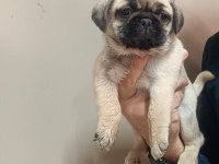 Pug Yavrularımız