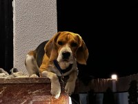 2 Yaşında Safkan Beagle