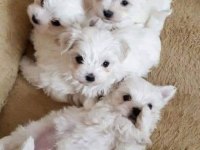 Maltese Terrier Ultra Mini Yavrularımız