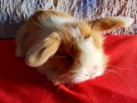 Teddy Lop Tavşan Yavrular Mavi Göz