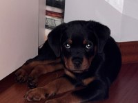 Yavru Rottweiler