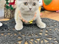 Safkan Scottish Yavrular Teslime Hazır