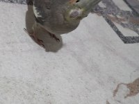 Akıllı Sultan Papağanı Paşa Elde Beslenmiş