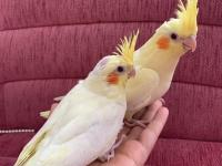 Ele Alışkın Yavru Sultan Papağanı